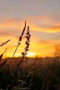 爱尔兰队主场被比利时横扫出局